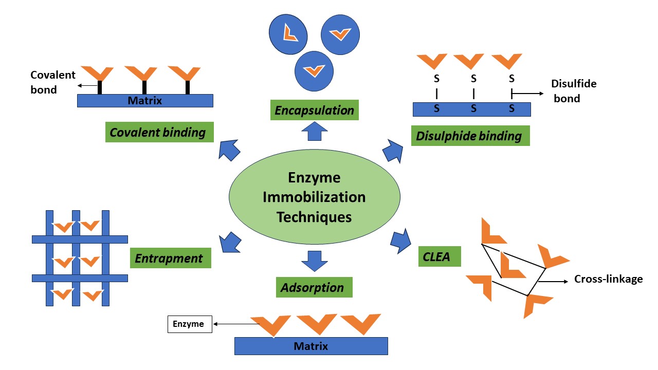 Figure 2: Enzyme immobilisation techniques. Orange colour represents enzyme, and blue colour represents immobilization carrier matrix 