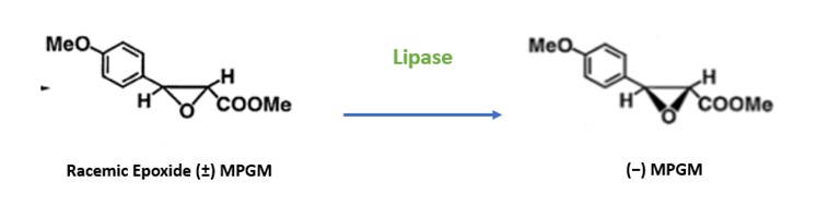 Figure 5: Enzyme catalysed enantioselective hydrolysis of racemic (+/-) MPGM to (-) MPGM