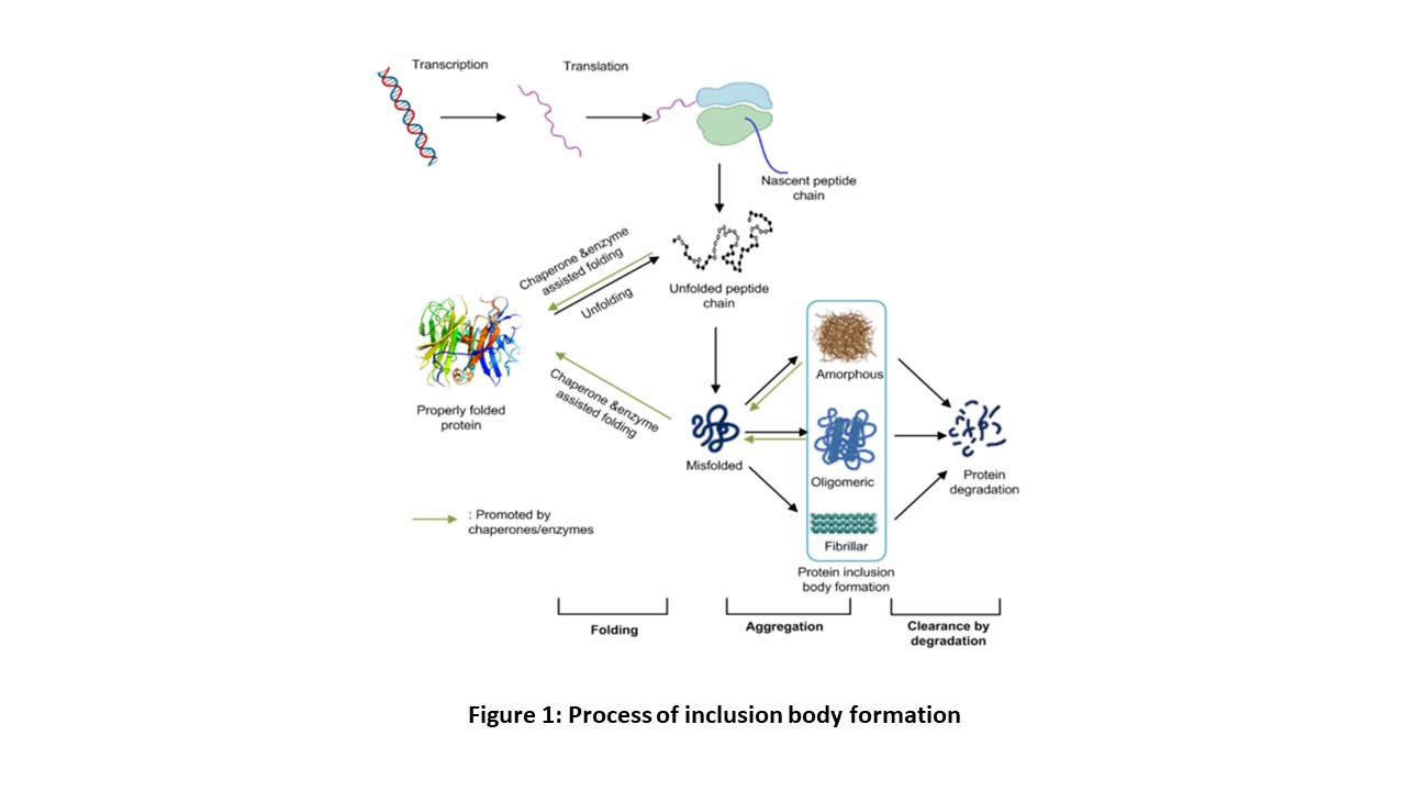 Figure 1: Process of inclusion body formation