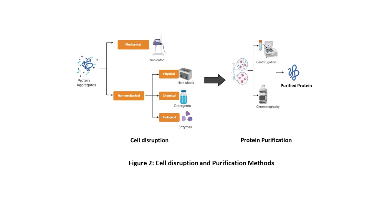 Figure 2: Cell disruption and Purification Methods 