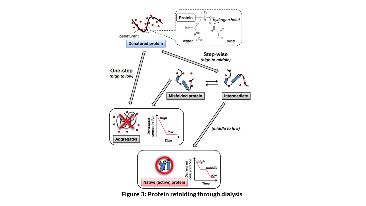 Figure 3: Protein refolding through dialysis