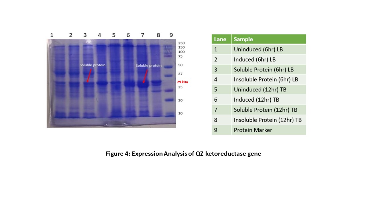 Figure 4: Expression Analysis of QZ-ketoreductase gene