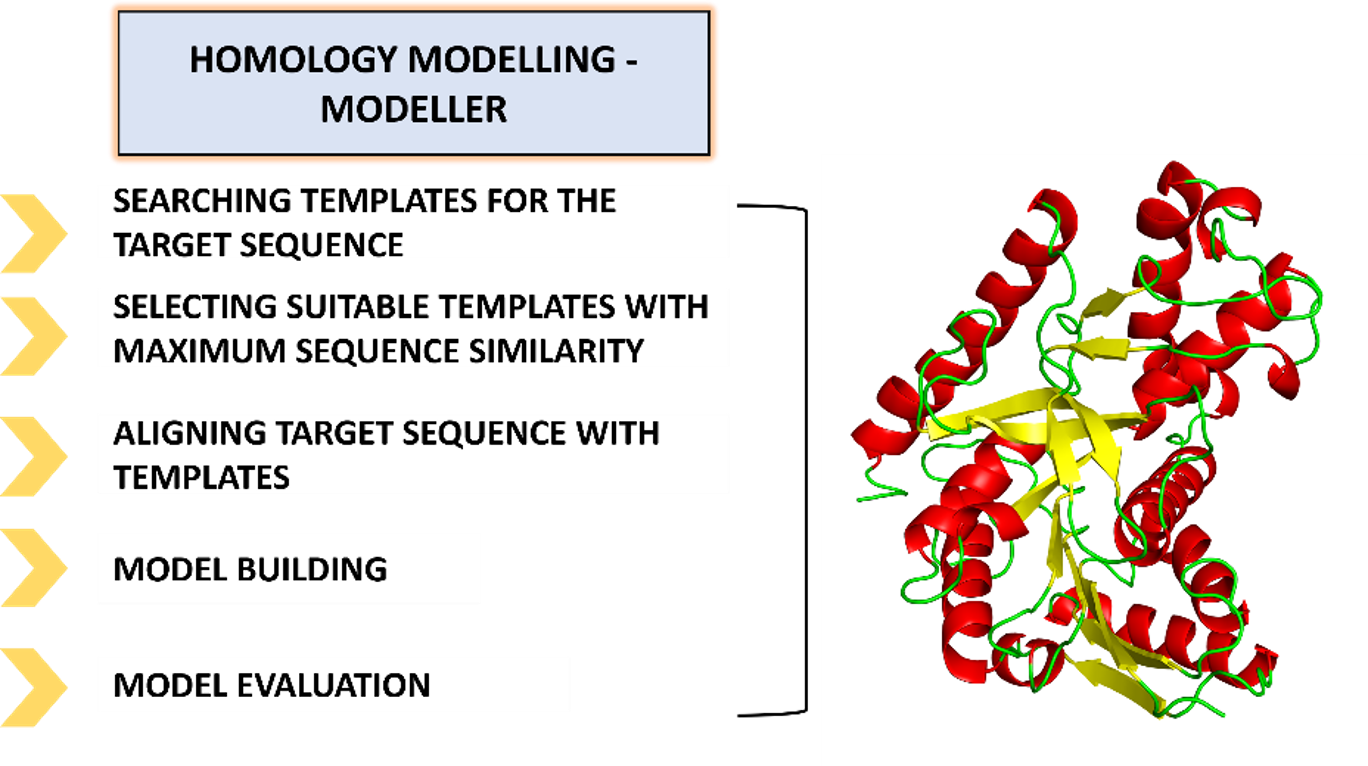 Figure 1: Basic steps of protein modelling using Modeller