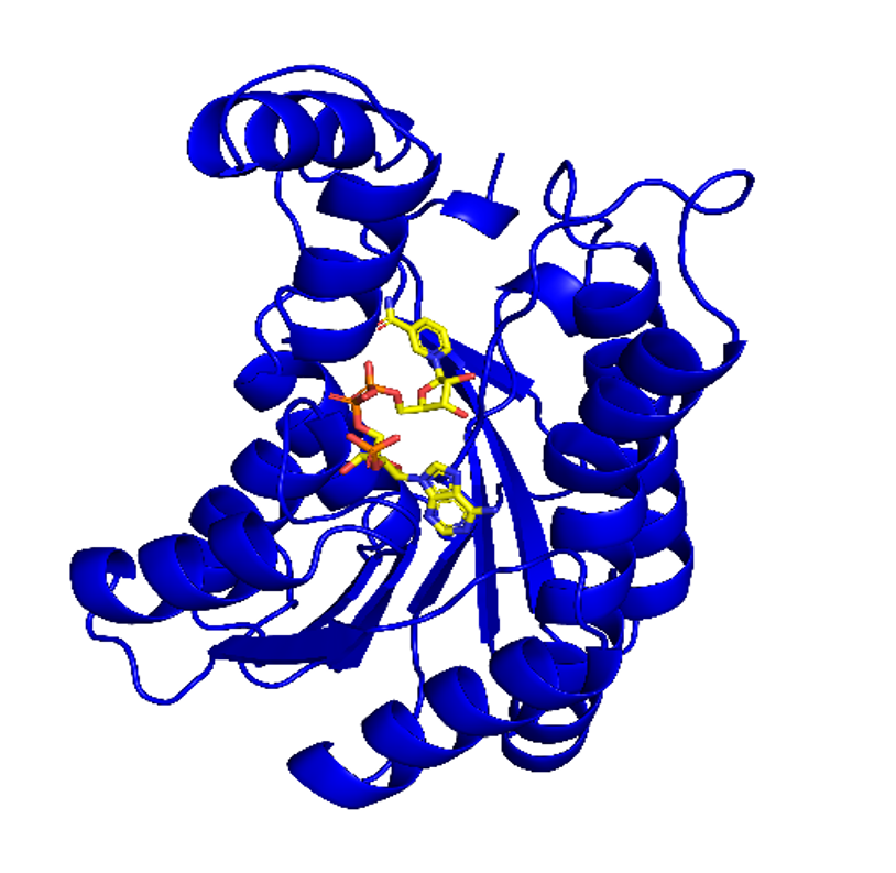 Figure 2: Dihydroanticaspin 7-dehydrogenase (pdb id: 5ITV) modelled with NADPH using AlphaFold 3.