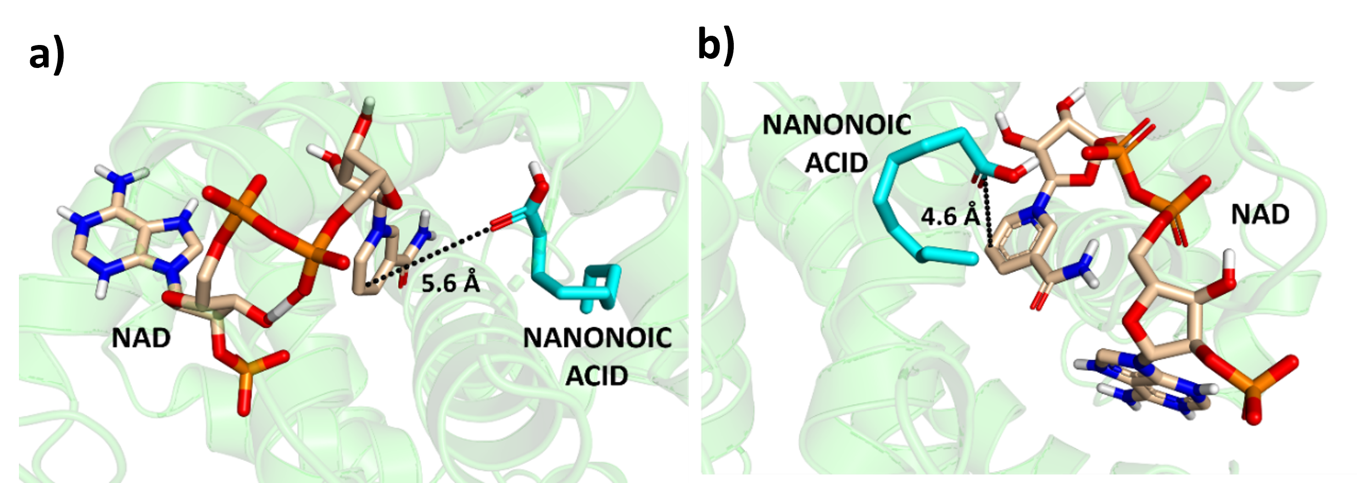 Figure 3: Best docking pose and least reactive distance of Protein modelled using a) Modeller and b) AlphaFold 3 respectively.