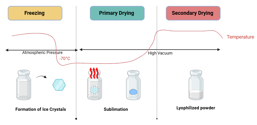 Figure 2. Stages of lyophilization 