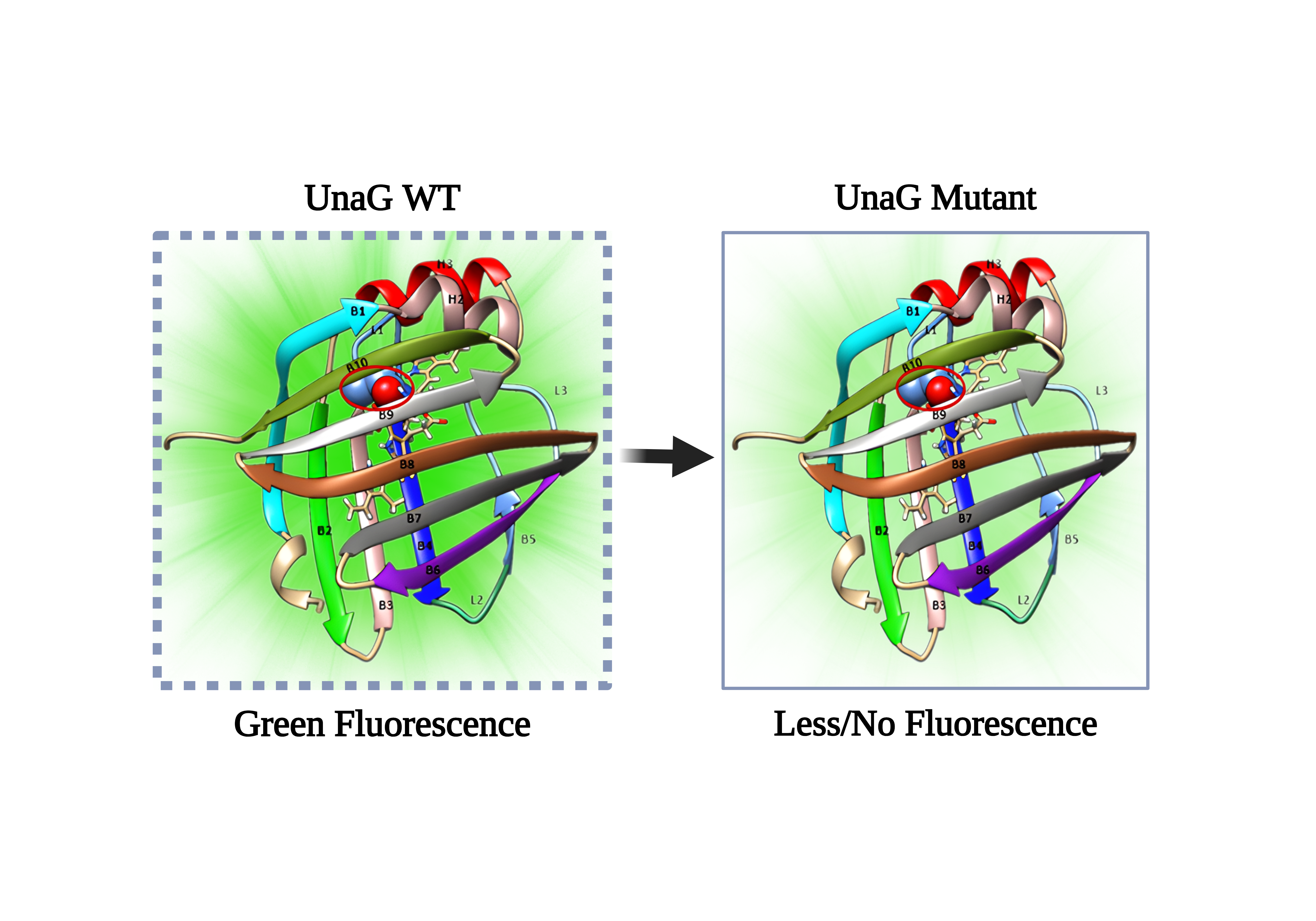 Figure 2. The crystal structure of WT UnaG is shown in the left, with each domain of the protein labelled. The BLR molecule is located within the beta-barrel. The mutation site is highlighted with a red circle. On the right the structures of the UnaG Mutant. WT UnaG is green fluorescent while mutant is less/no