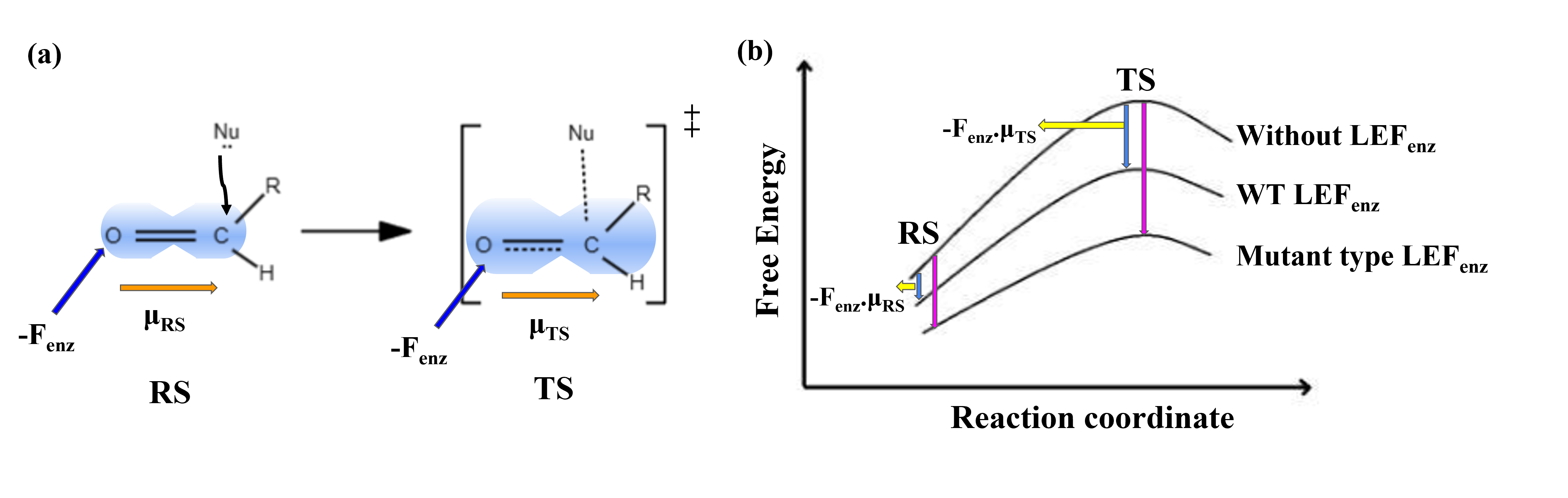 Figure 1: (a) An aldehyde forms the transition state during a nucleophilic attack. The enzyme's active site exerts an electric field (Fenz) on the carbonyl bond (C=O) dipole, which increases from the reactant state (μRS) to the more charge-separated transition state (μTS). (b) Free energy profiles for reactions without LEF, with wild-type LEF, and with mutant LEF, showing how LEFs lower activation energy and enhance reaction rates.