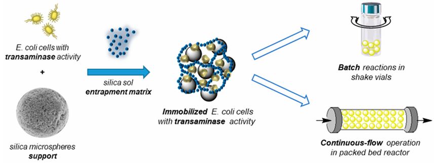 Figure 4: Whole cells were immobilised on silica sol-gel matrix which was further set up in batch and flow mode for the production of chiral amines. Image Courtesy from Molnár et al.